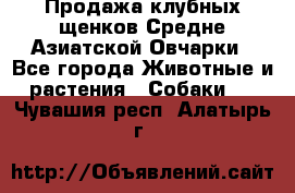 Продажа клубных щенков Средне Азиатской Овчарки - Все города Животные и растения » Собаки   . Чувашия респ.,Алатырь г.